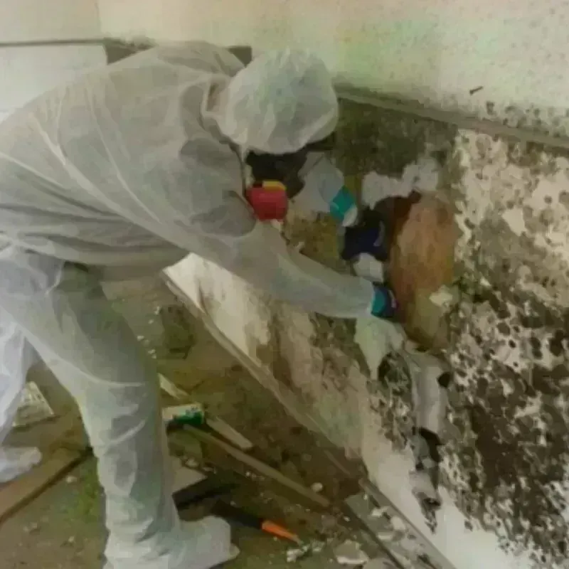 Mold Remediation and Removal in Melbourne, AR